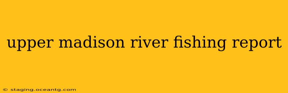 upper madison river fishing report