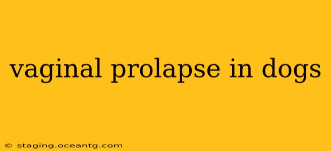 vaginal prolapse in dogs
