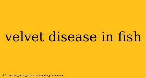 velvet disease in fish
