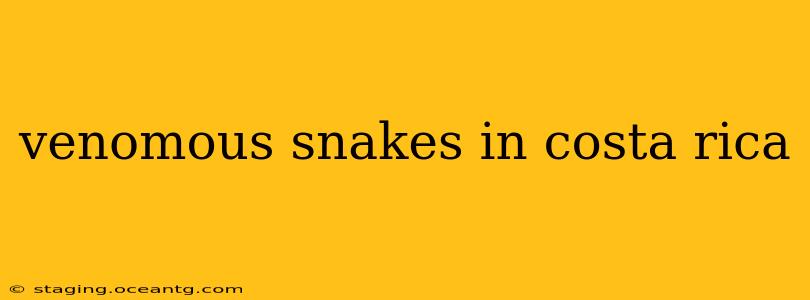 venomous snakes in costa rica