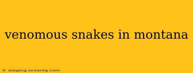 venomous snakes in montana