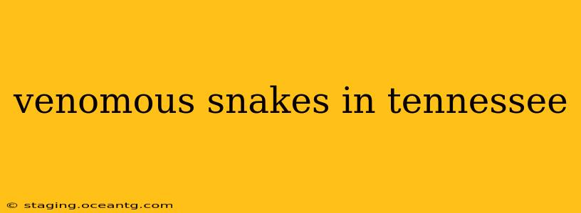 venomous snakes in tennessee