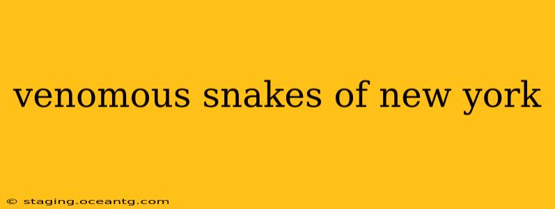 venomous snakes of new york