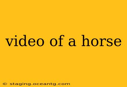 video of a horse