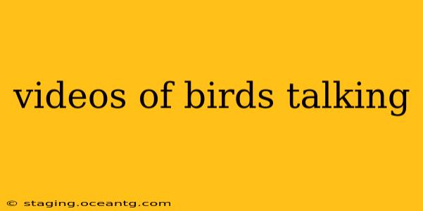 videos of birds talking