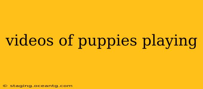 videos of puppies playing
