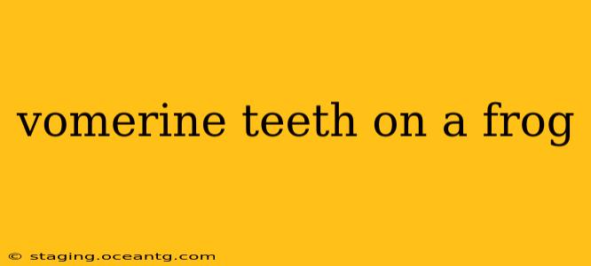 vomerine teeth on a frog