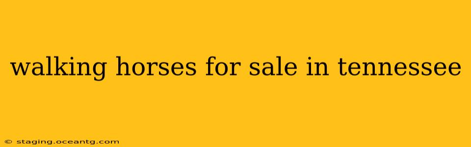 walking horses for sale in tennessee
