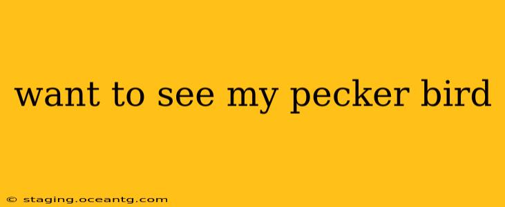 want to see my pecker bird