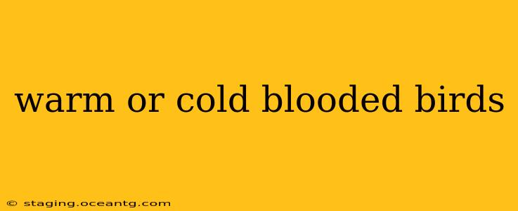 warm or cold blooded birds