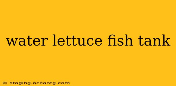 water lettuce fish tank