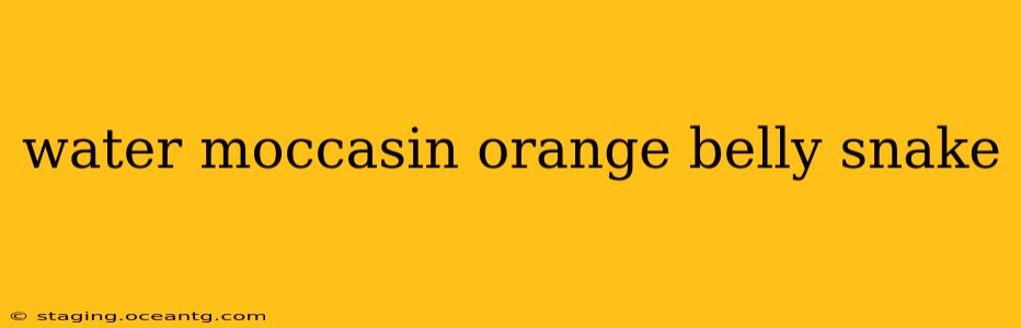 water moccasin orange belly snake