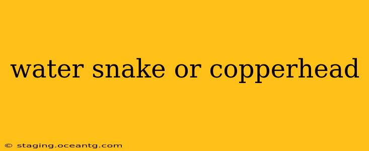 water snake or copperhead
