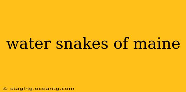 water snakes of maine