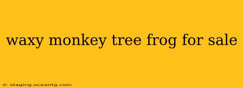 waxy monkey tree frog for sale