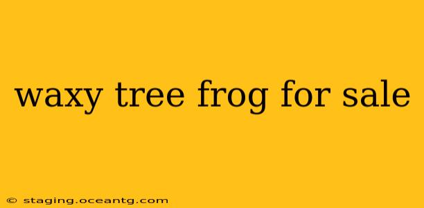 waxy tree frog for sale