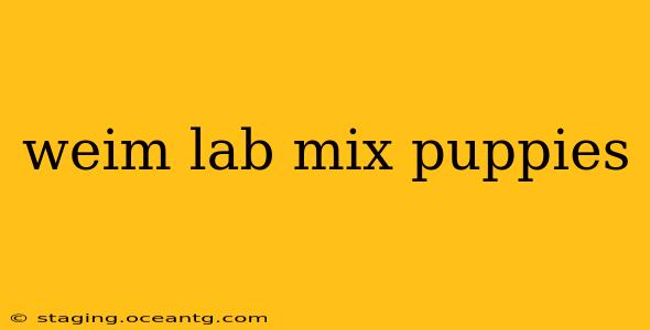weim lab mix puppies