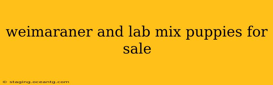 weimaraner and lab mix puppies for sale