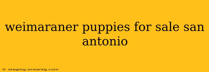weimaraner puppies for sale san antonio