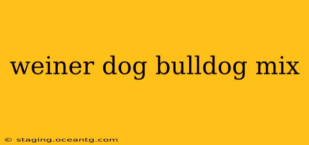 weiner dog bulldog mix