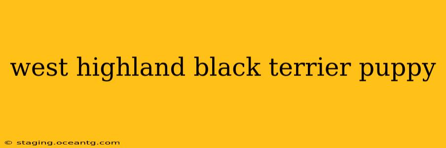 west highland black terrier puppy