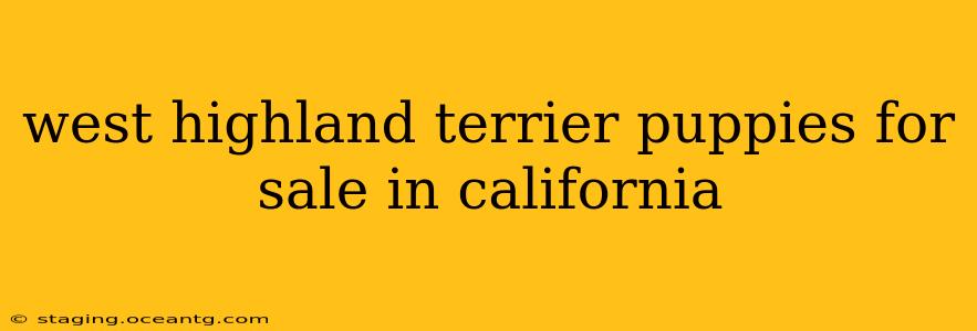 west highland terrier puppies for sale in california