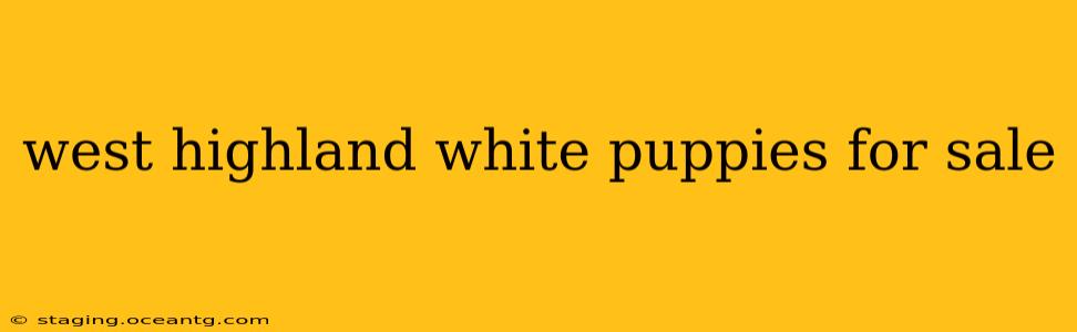 west highland white puppies for sale