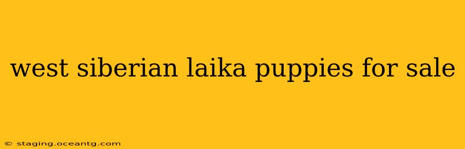 west siberian laika puppies for sale