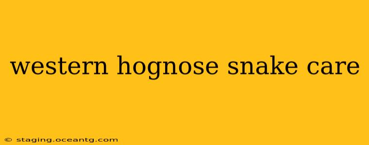 western hognose snake care