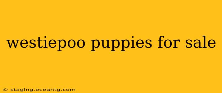 westiepoo puppies for sale