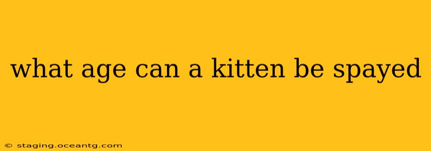 what age can a kitten be spayed
