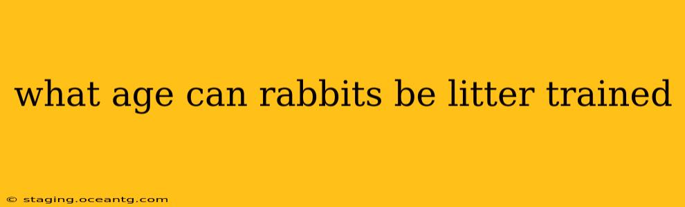 what age can rabbits be litter trained