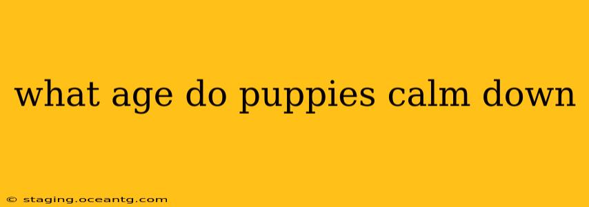 what age do puppies calm down