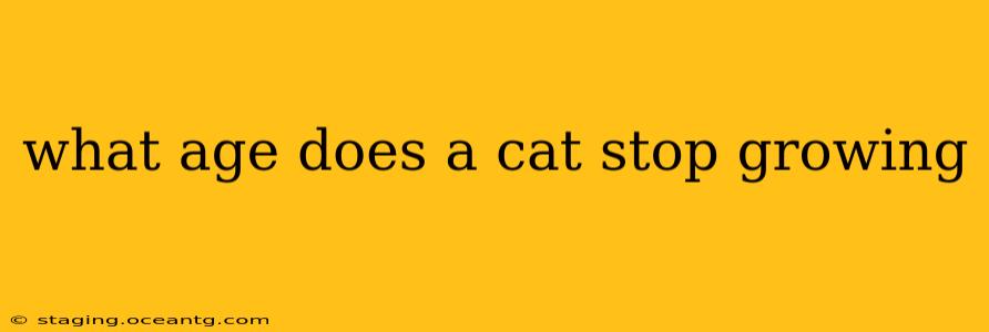 what age does a cat stop growing
