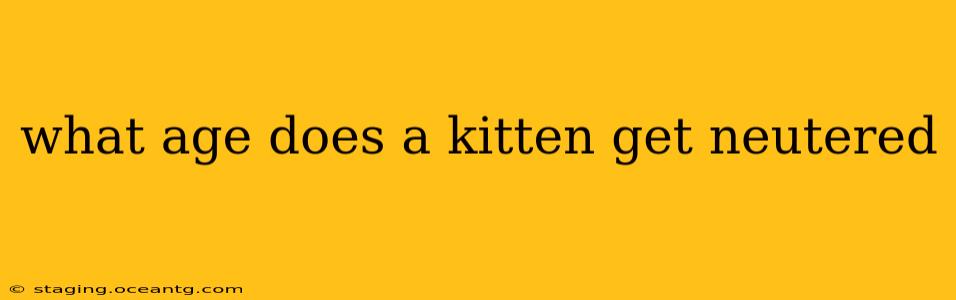 what age does a kitten get neutered