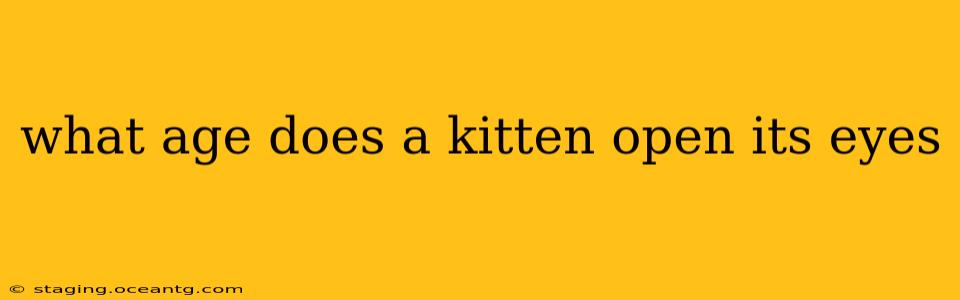 what age does a kitten open its eyes