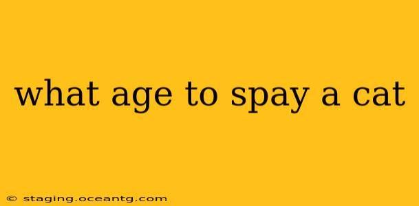 what age to spay a cat