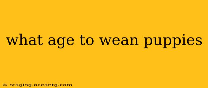 what age to wean puppies