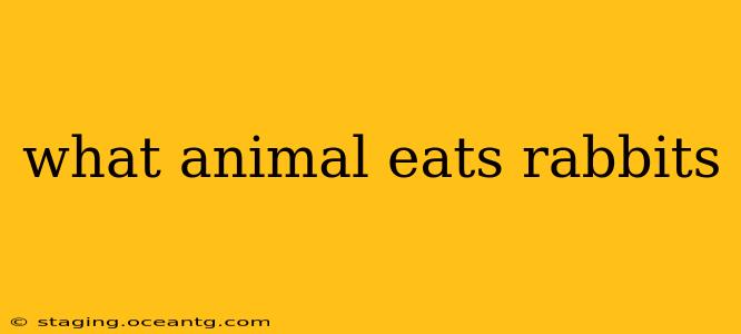 what animal eats rabbits