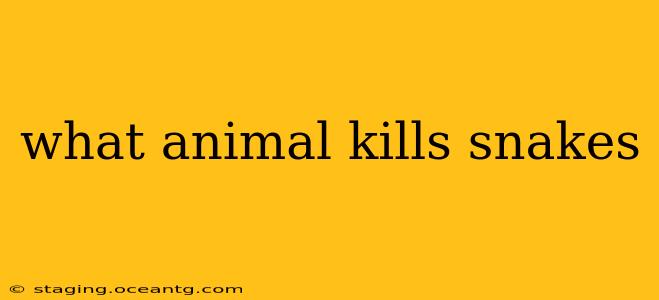 what animal kills snakes