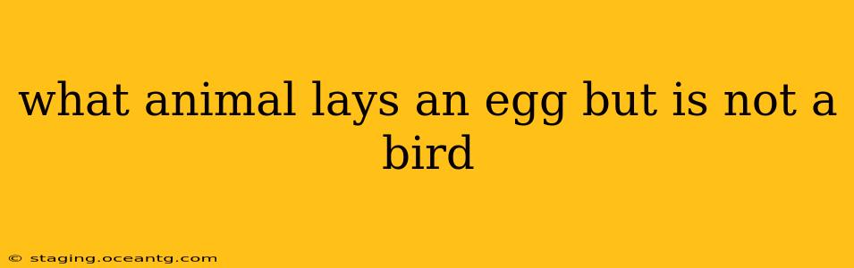 what animal lays an egg but is not a bird