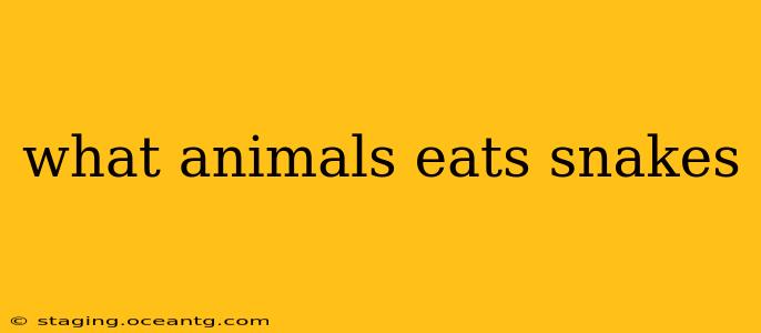 what animals eats snakes