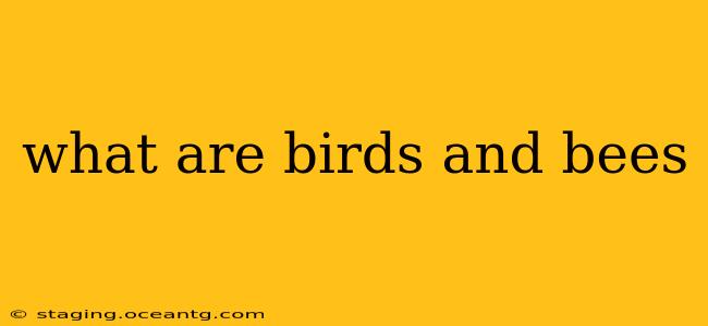 what are birds and bees
