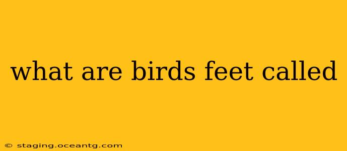 what are birds feet called