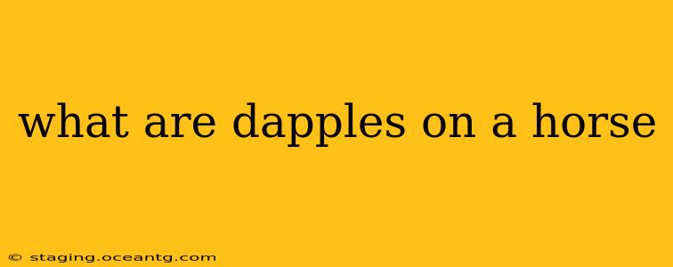 what are dapples on a horse