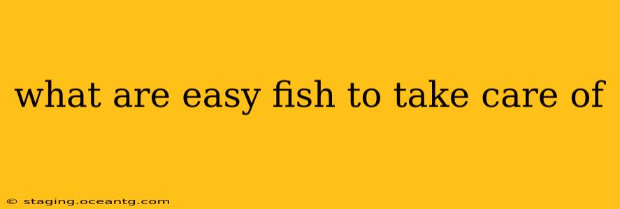 what are easy fish to take care of