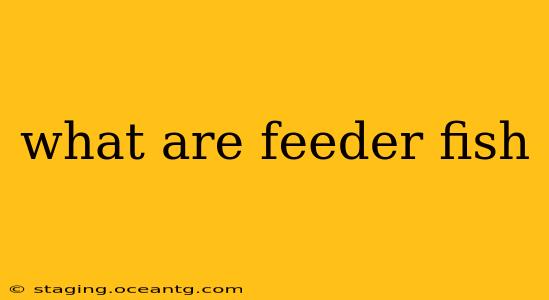 what are feeder fish