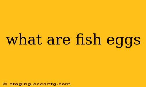 what are fish eggs