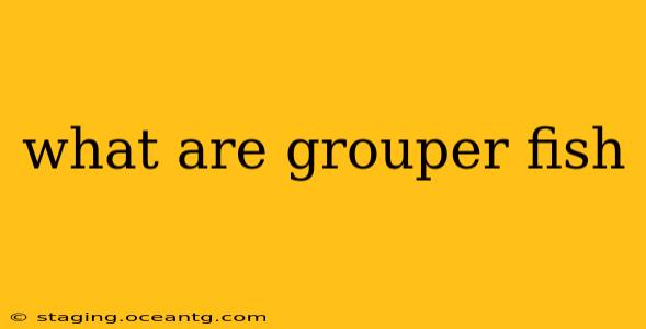 what are grouper fish