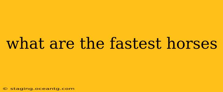 what are the fastest horses